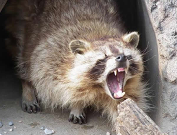 资料图:浣熊