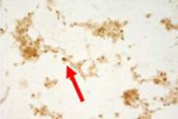 ֯ѧȾɫʾƼ׻ȥ400 µg/mLC6ϸж۽ת˵1ıͷָ