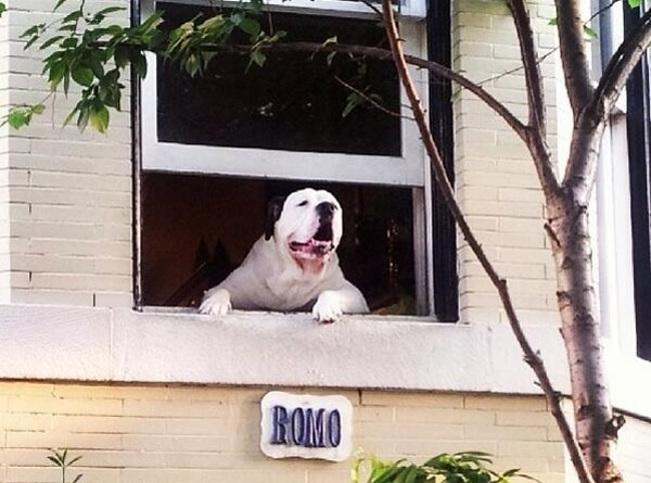 ������ʢ�������������󹷡��ߺ� ÿ�쾲��ſ�ڴ��߿����������