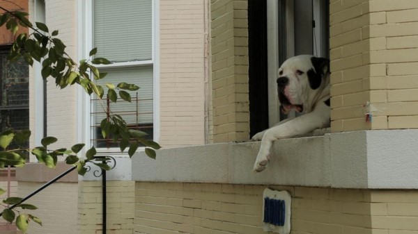 ������ʢ�������������󹷡��ߺ� ÿ�쾲��ſ�ڴ��߿����������