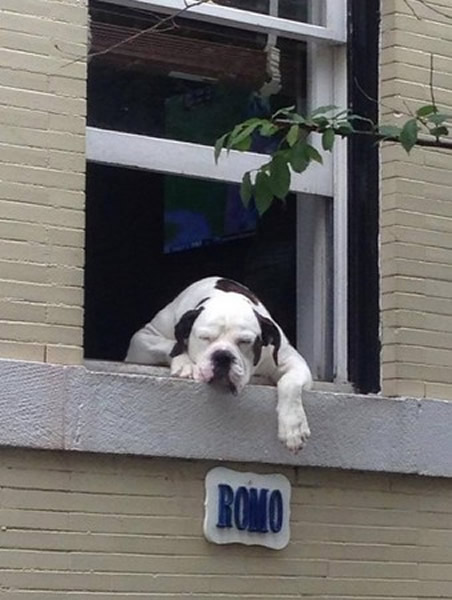 ������ʢ�������������󹷡��ߺ� ÿ�쾲��ſ�ڴ��߿����������