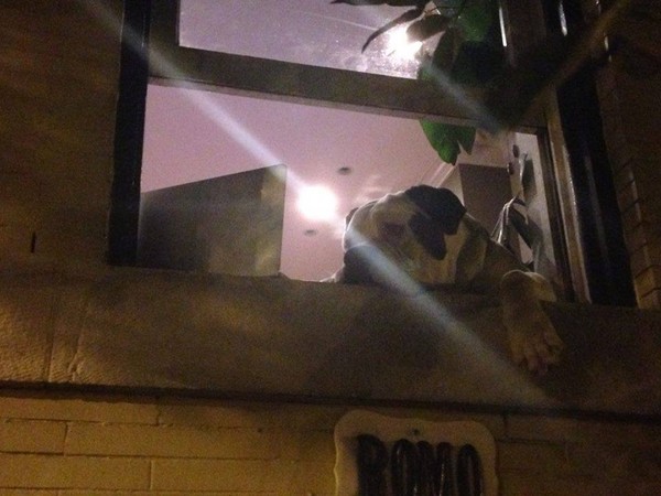 ������ʢ�������������󹷡��ߺ� ÿ�쾲��ſ�ڴ��߿����������