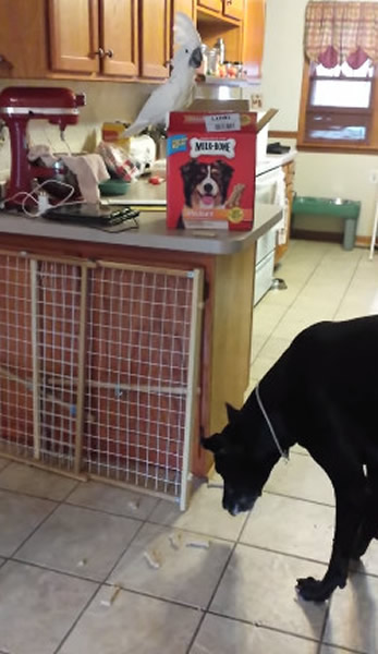 大白凤头鹦鹉叼饼干喂两只大丹犬朋友吃