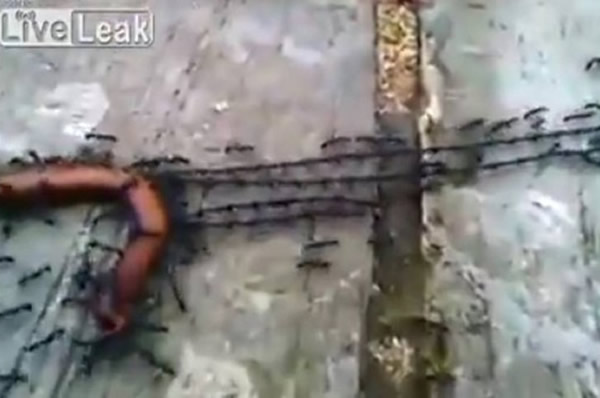 ���Ϸ����ŶӺ��������������ʬ��س�Ѩ