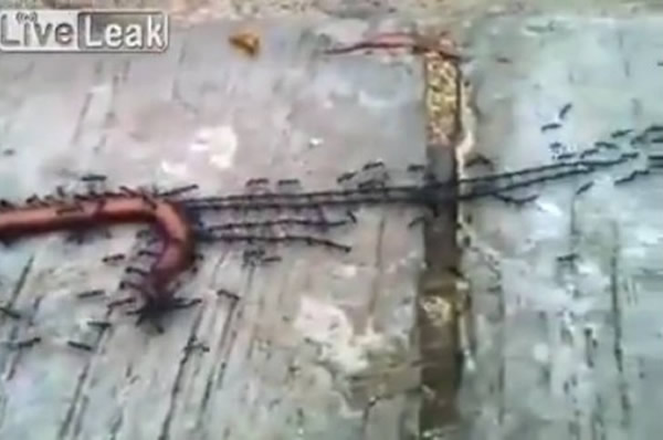 ���Ϸ����ŶӺ��������������ʬ��س�Ѩ