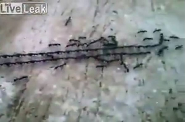 ���Ϸ����ŶӺ��������������ʬ��س�Ѩ