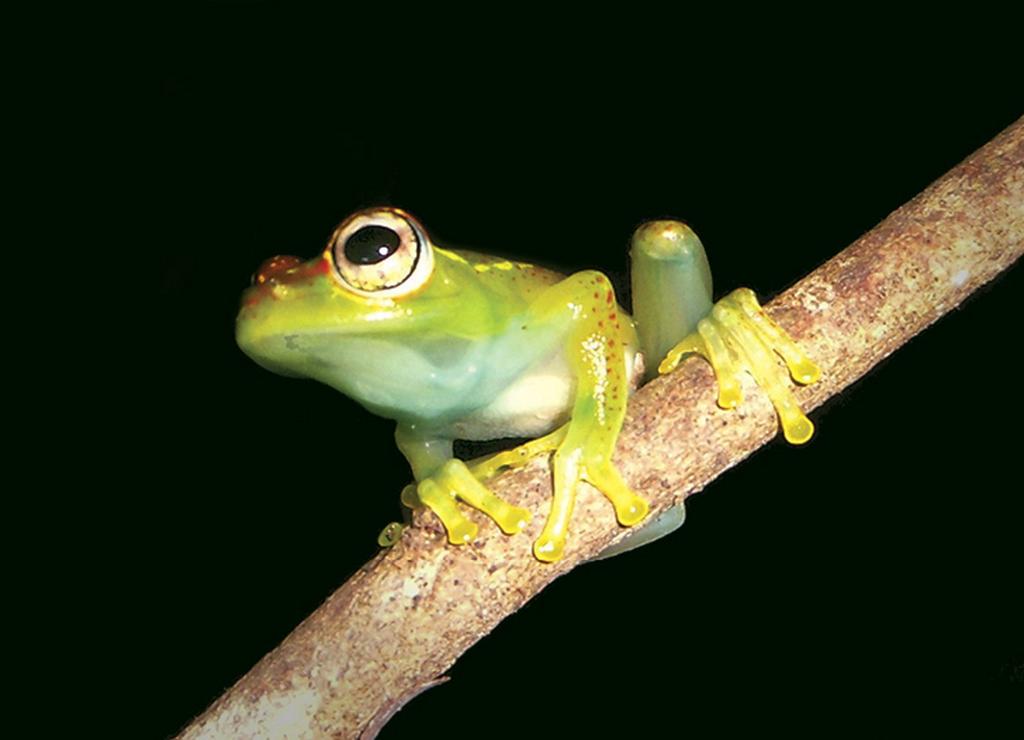 ���������˹��С������56ֻ��Ʒ������Boophis ankarafensis