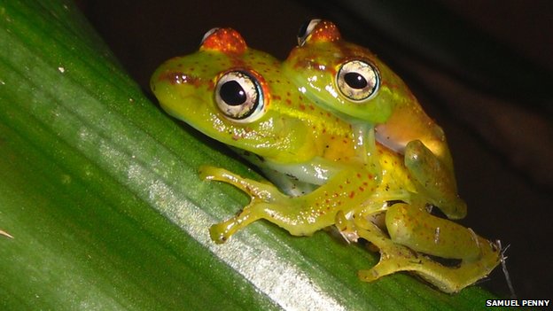 ���������˹��С������56ֻ��Ʒ������Boophis ankarafensis