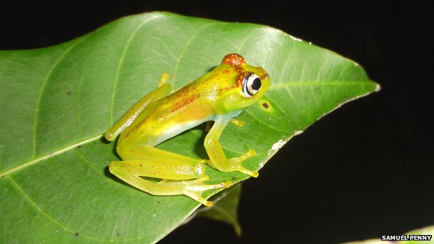 ���������˹��С������56ֻ��Ʒ������Boophis ankarafensis
