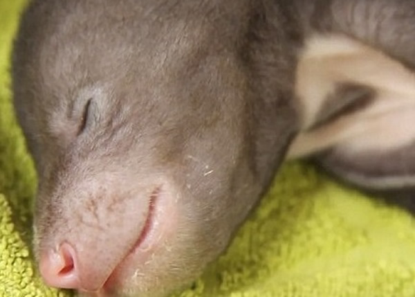 ����կ���������ܱ���Ȯ���������� ����һ����δ���۵�����