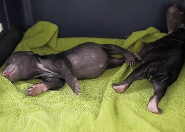 ����կ���������ܱ���Ȯ���������� ����һ����δ���۵�����