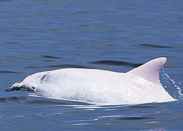 地中海发现一条过往从未被纪录的白化海豚——雄性樽鼻海豚