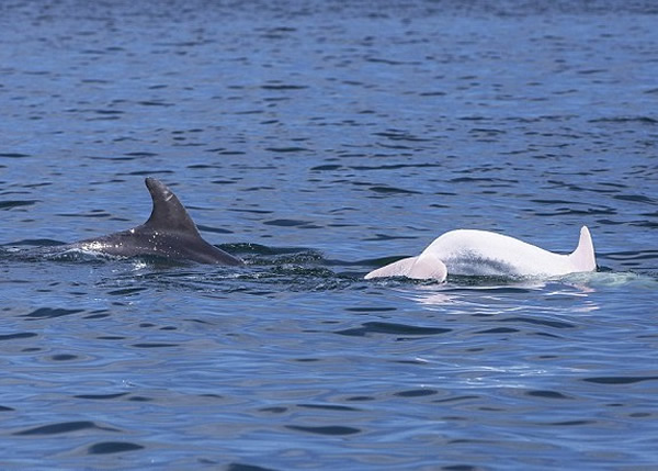 白化海豚被发现时,正与一条普通海豚同游。