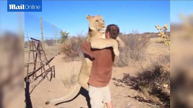 ���޲�������һֻ��ʨһ���������߾����������ȥӵ��