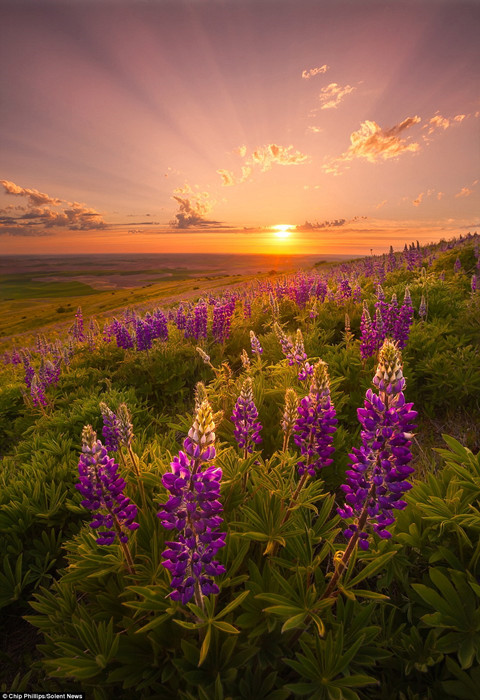 ��Ӱʦ����������¬˹�����Ĳ�ԭ���