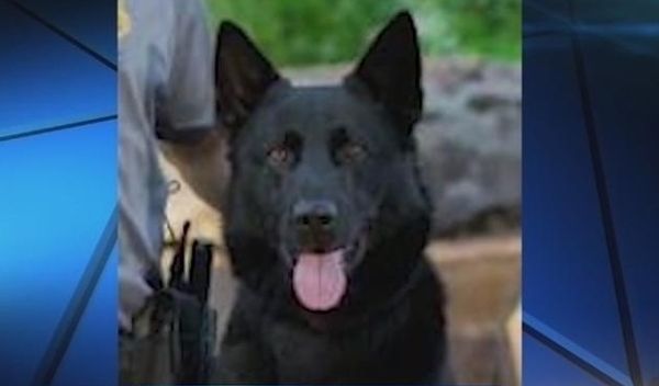 凯尔在警方服役仅两年