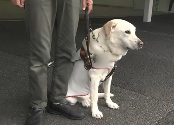 日本9岁雄性拉布拉多导盲犬遇袭受伤 怕骚扰主人不敢作声