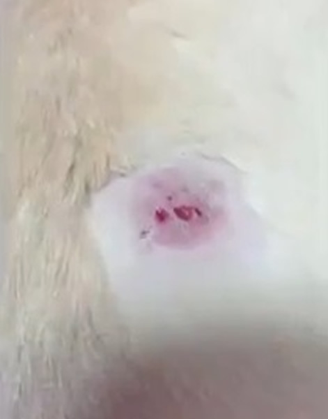 日本9岁雄性拉布拉多导盲犬遇袭受伤 怕骚扰主人不敢作声