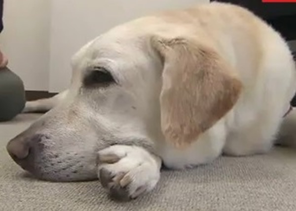 日本9岁雄性拉布拉多导盲犬遇袭受伤 怕骚扰主人不敢作声