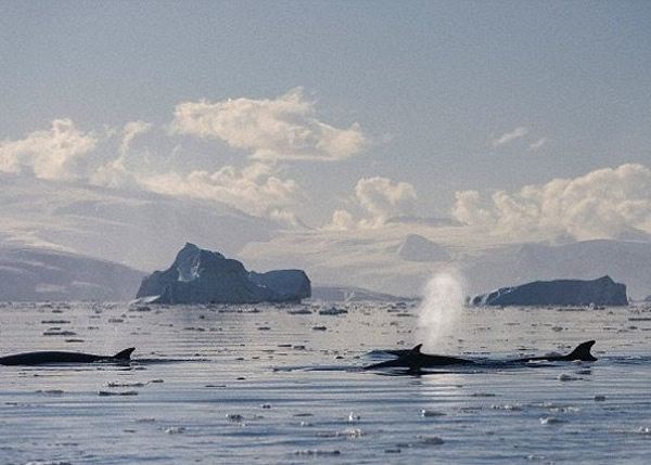 鲸鱼及海豚近期频频被发现,因为观赏船而受惊。