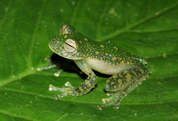 Centrolene charapita 呈半透明状，是在秘鲁发现的四个新蛙种之一。摄影：Evan Tworney