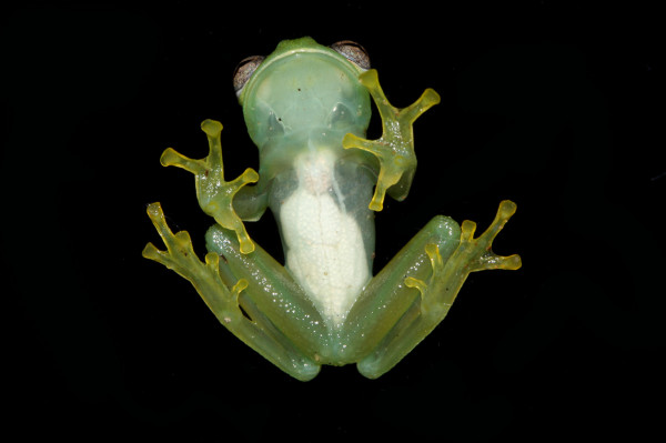 Chimerella corleone 是在秘鲁发现的三种透明青蛙之一。摄影： Evan Twomey