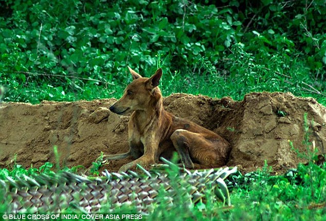 印度忠犬不吃不喝守在主人墓旁长达两星期