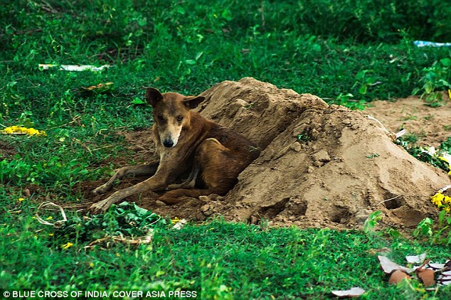 印度忠犬不吃不喝守在主人墓旁长达两星期