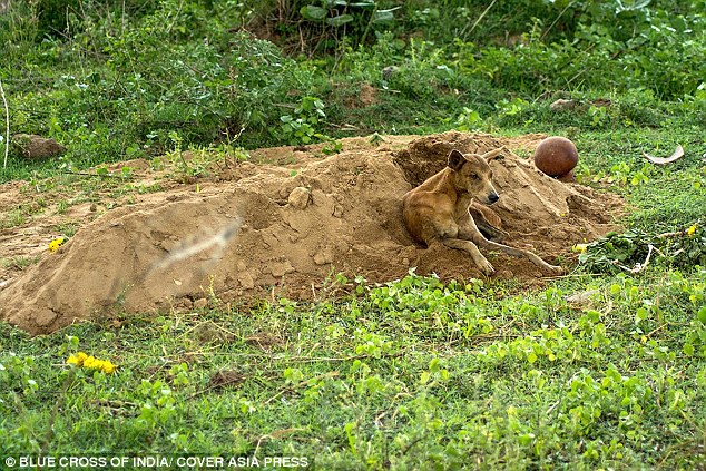 印度忠犬不吃不喝守在主人墓旁长达两星期