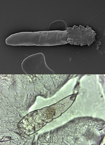 �о�ָ��������ë��������(��)��Ƥ֬������(��)����ë�ҳ�