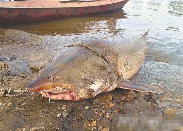 ���������񲶻�218����Ұ�����Դ�������