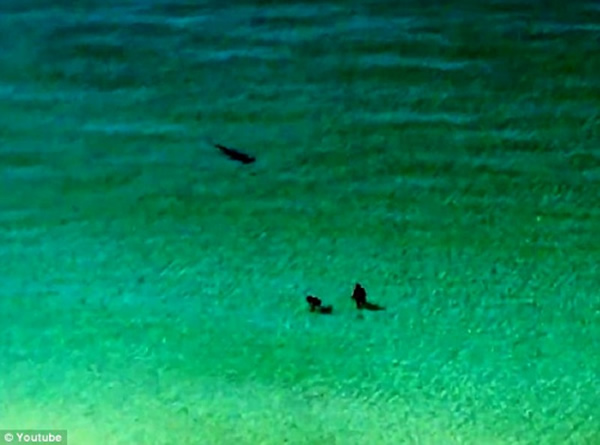 在沃尔顿堡沙滩旁的高层建筑里,有人看到了一条鲨鱼正在靠近这对在海中游泳的情侣。