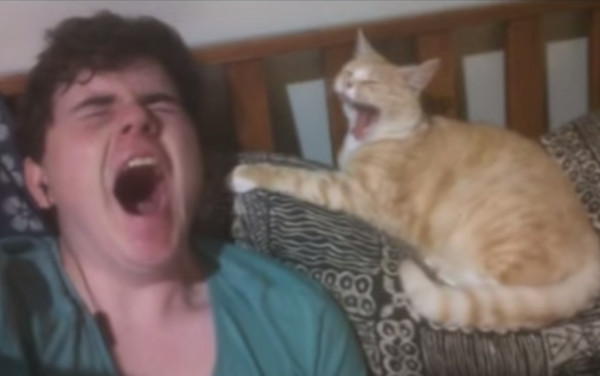 主人和猫咪同步打哈欠