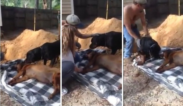 同伴下葬前罗威纳犬心痛狂吠