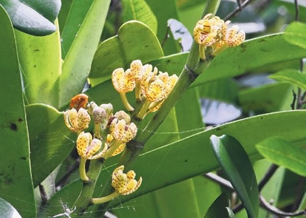 ����̶�ұڷ���̨��ԭ���ֽ���