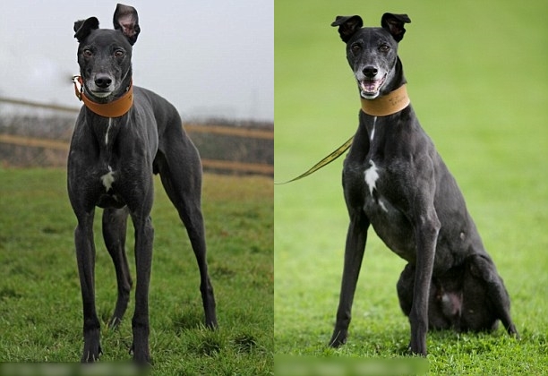 �ܵ¾�������