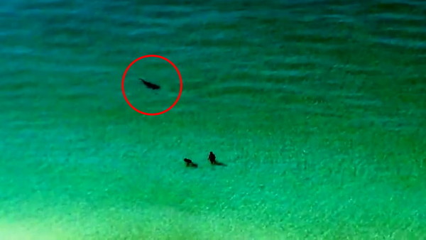 美国佛罗里达州海岸2名泳客不知鲨鱼就在身旁