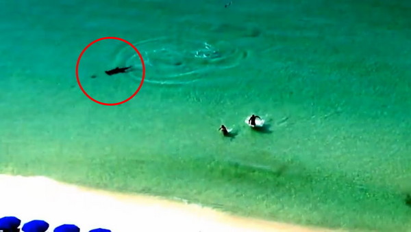 美国佛罗里达州海岸2名泳客不知鲨鱼就在身旁