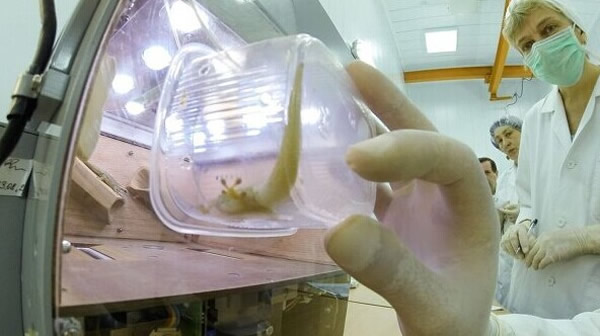 俄罗斯“光子-M”生物卫星返回地球 太空乘客——5只壁虎全部“殉职”