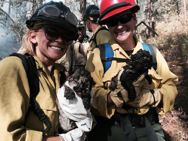 �����ɴ���������Ա��ɭ�ֻ����ֳ��ɹ��ȳ�2ֻҰ������ʨ��