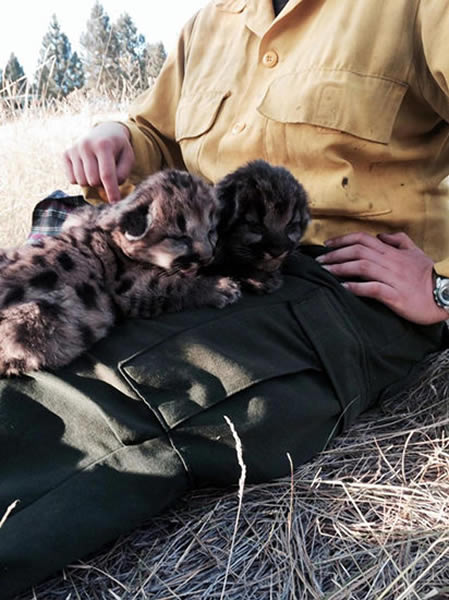 �����ɴ���������Ա��ɭ�ֻ����ֳ��ɹ��ȳ�2ֻҰ������ʨ��