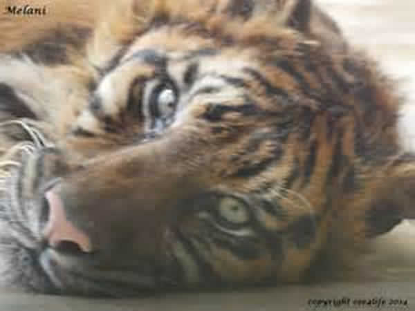 ӡ԰תƳŴ÷ᡱ(Melani)