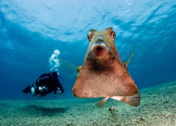 �캣Ǳˮ�ں�������Ӳ��������