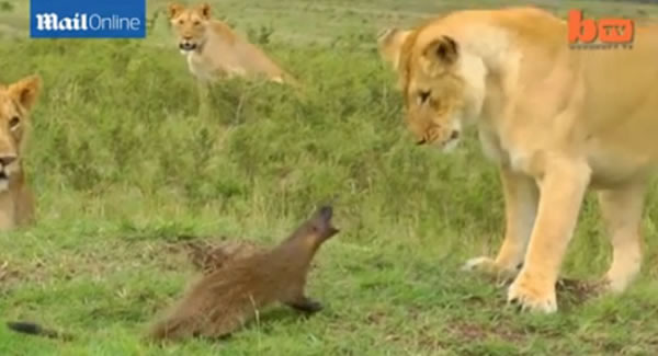 肯尼亚草原一只獴对峙4只狮子后全身而退