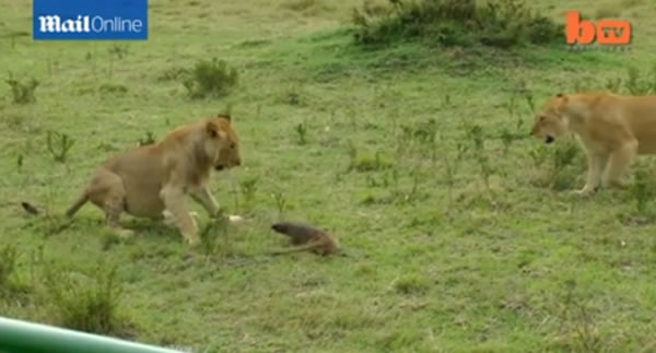 肯尼亚草原一只獴对峙4只狮子后全身而退