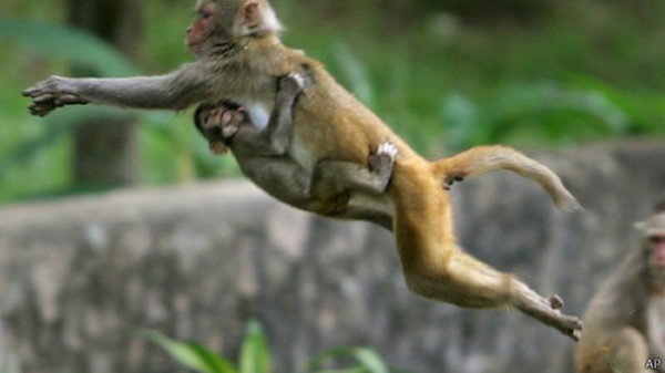 很多印度教徒把弥猴视为神圣的,并喂养弥猴。