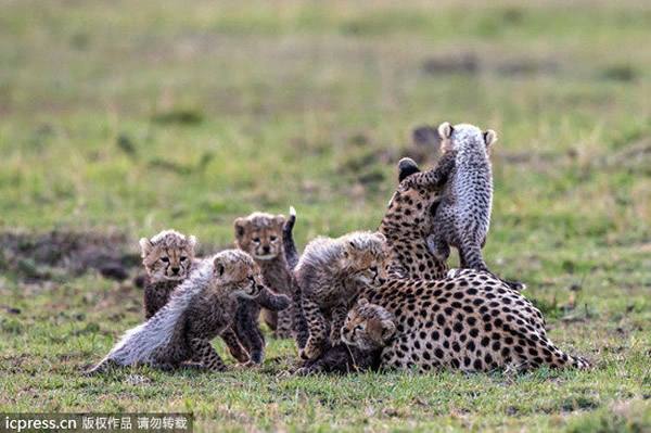 猎豹妈妈与6只小猎豹