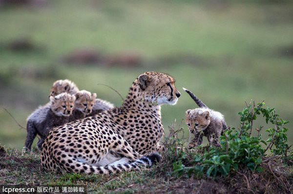 猎豹妈妈与4只小猎豹