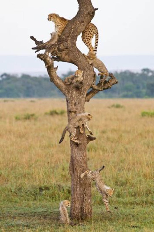 戈德斯坦得奖的作品《家谱图》(Family Tree image)