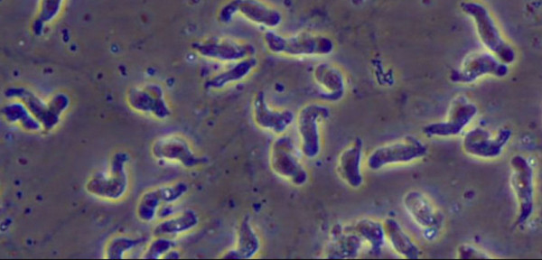 �����Գ桹���ƻ����������֯���������൱�ߡ�